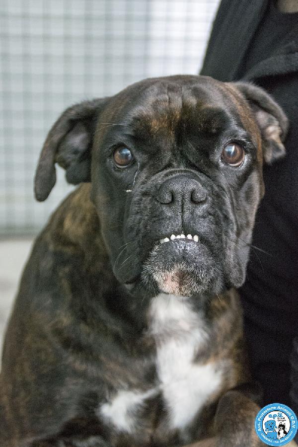 MAYA, boxer comprata per fare scena, ora cerca solo amore vero.. Foto 5
